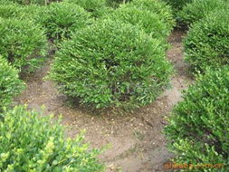 小叶黄杨的神奇功效