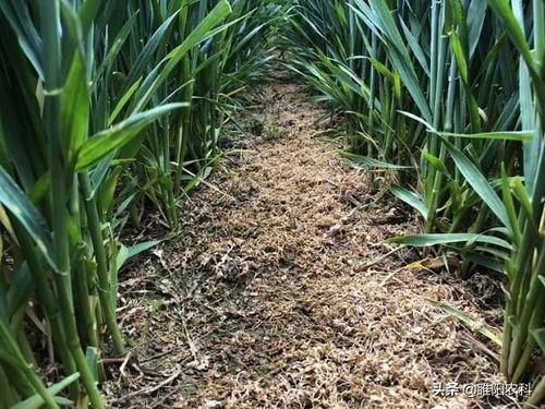 性价比高的除草剂：非唑草酮