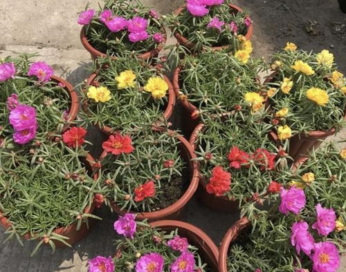 细高花盆的种植选择：兰花篇