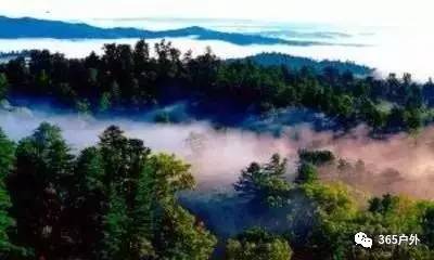 伊春红松林：耐高温植物的乐园