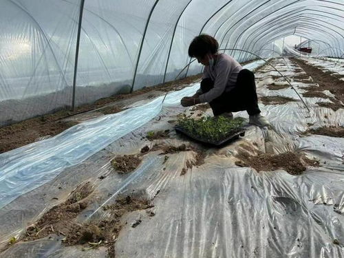 耐阴草种，增收神器！