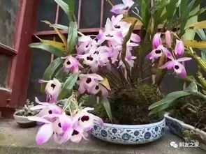 石斛兰上盆技巧+浇水时间，养花必备！