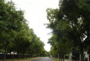 国槐种植的行距与株距之谜