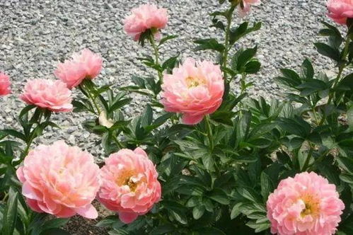 7. 芍药——药草的美丽