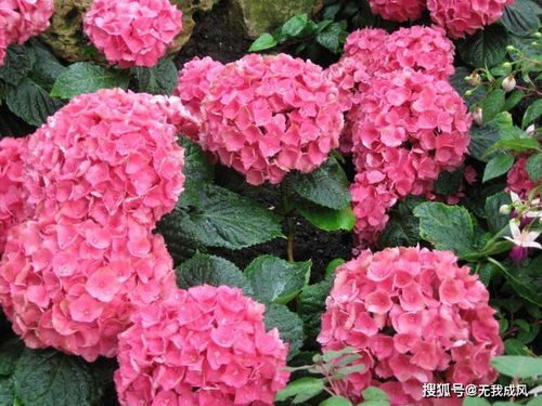 家庭种植耐热花：