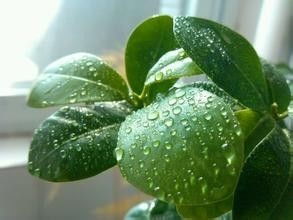 堵塞气孔， 影响光合作用