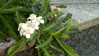 生发剂也嫩变森林？