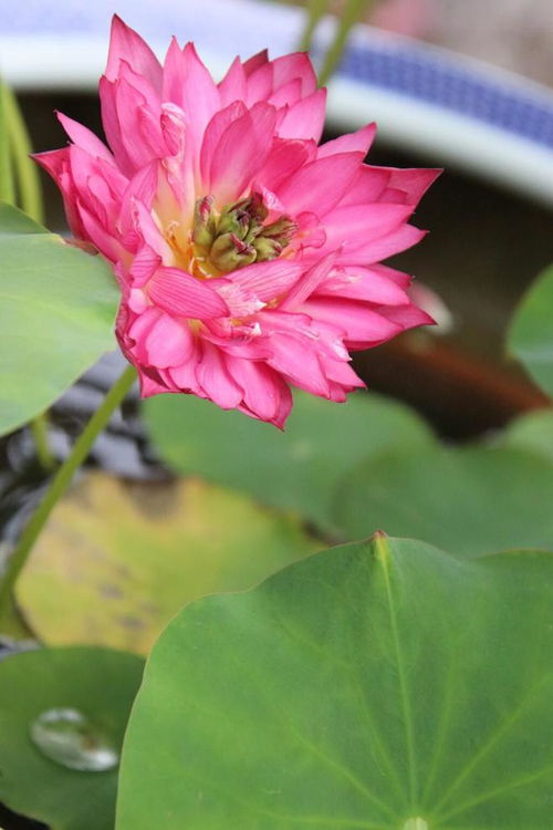 春日百花竞艳，桃花、牡丹谁更娇艳