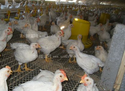 肉鸡饲料4毫米配置时如何确保营养均衡且颗粒均匀？