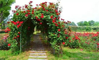 月季与芜湖城市形象