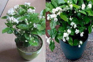 桂花树嫁接用桂花树好？老花匠分享经验