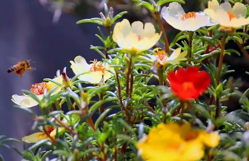 半支莲属多年生草本，喜光照