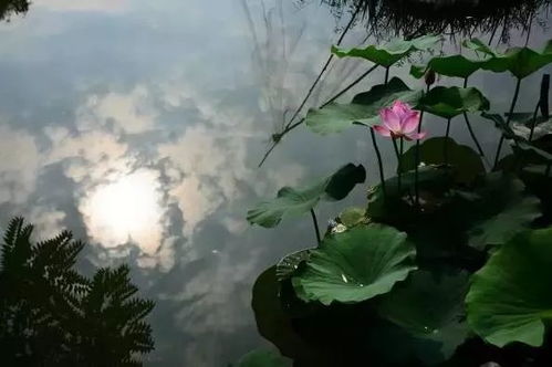 荷花的家在哪里？