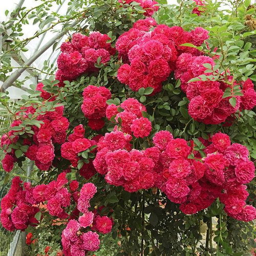 粉团蔷薇——粉嫩的颜色