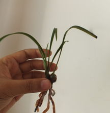 水晶草怎么养？如何保持新鲜不枯萎