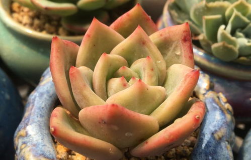 冬季白鸟多肉怎么浇水？浇水量和频率如何把握