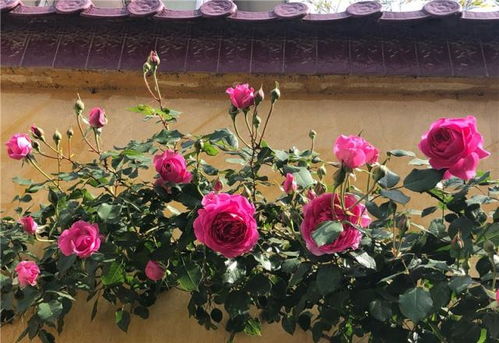 科学控制花期， 延长观赏期