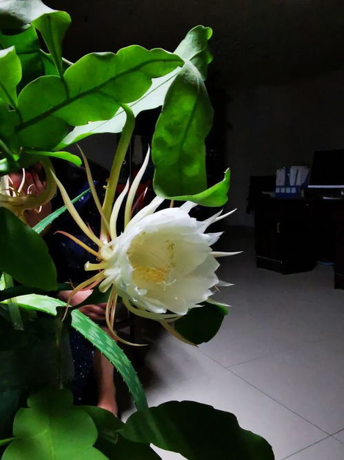 昙花怎么修剪才能使其更加茂盛，有没有修剪方法图解可以参考