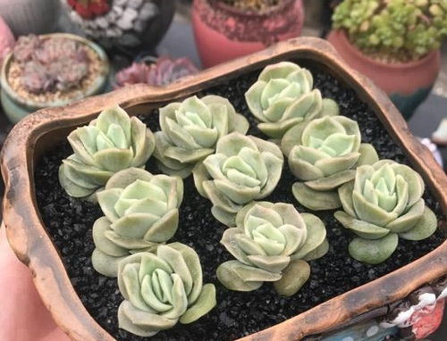 多肉植物的养护技巧分享