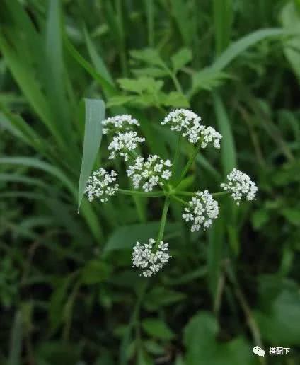 白三叶草籽的用量与价格