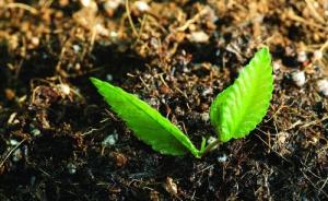 龙骨肥料用多了怎么办？土壤改良有妙招吗