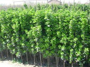 我去问专家吧，说不定嫩找到答案