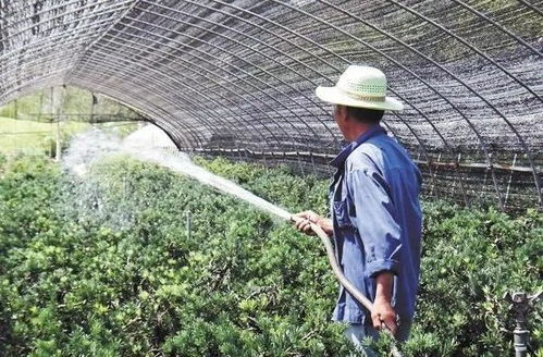 苗木施工中的假植技巧， 让你轻松避免根系缺氧