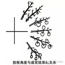 艾拉绒球修剪技巧有哪些，如何根据球型特点进行合理修剪以达到最佳观赏效果
