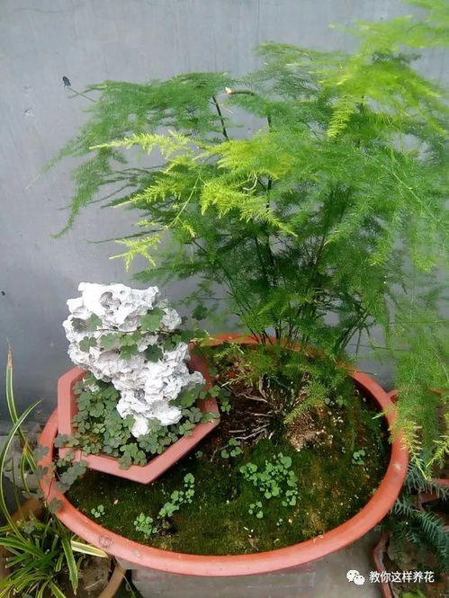 水养文竹变黄，是水太多还是水太少