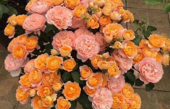 果汁阳台月季的花朵直径约6厘米,花瓣紧密重叠,呈杯状。.比如,有些月季会在同一株上开出不同颜色的花,这就是芽变的后来啊。.果汁飞溅月季嫩变颜色...