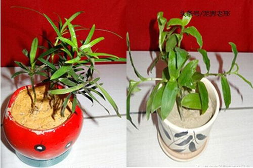 零下30℃的热情持续升温， 黑龙江：不只有冰雪，东北大花布时尚感十足成爆款