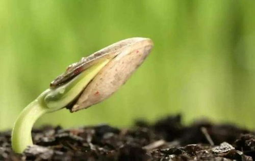 泡水泡出个花样来