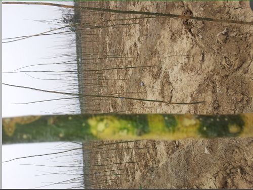 国槐苗子种植小技巧