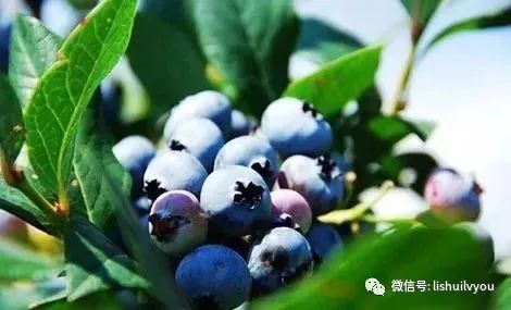 蓝莓种植技术与方法中，如何选择适宜的土壤和品种以提高产量