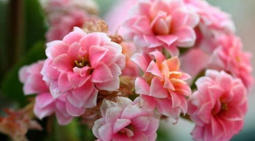 五、冬日里的花，绽放温暖