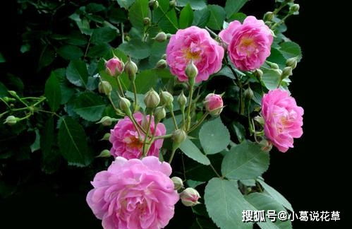 蔷薇种植第一步：选土