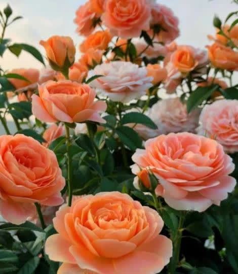 月季花的种植季节