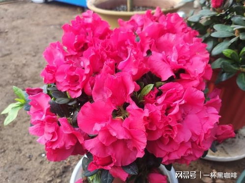 杜鹃花水浇大了怎么办？如何挽救