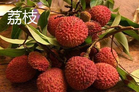 荔枝成熟时间是什么时候？不同品种的成熟期有何差异