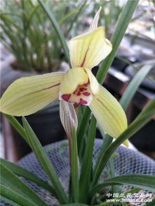 素心兰：兰花中的佳品