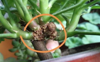 愈伤组织：小伤口的大作用