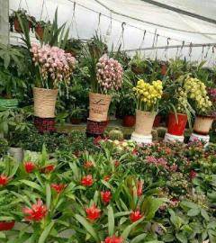 温江花卉盆景批发区：花卉爱好者的集聚地