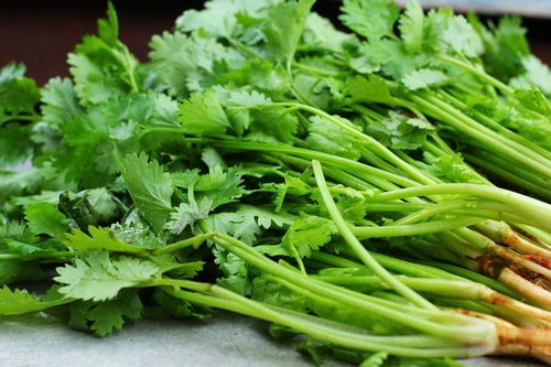 香菜变黄了还能安全食用吗