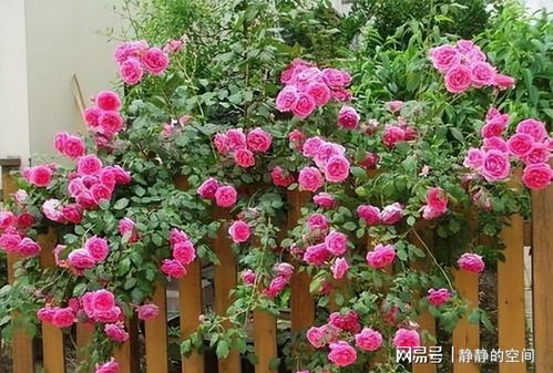 蓝色风暴：淡紫色的浪漫， 让人心动不以