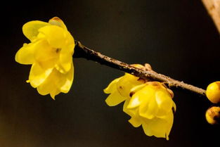 腊梅开花的时间表