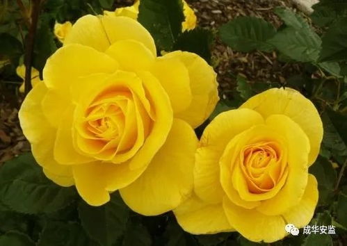 9. 诗人的妻子月季