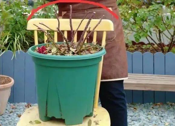 月季大苗种植季：十月的秘密花园之旅