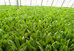 冬天也Neng种菜，不是梦