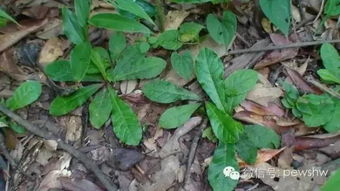 1. 川贝：润肺止咳的小嫩手