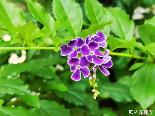 应对虫害与疾病：平安又有效的处理方法